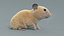 Hamster Rigged Xgen 3D model