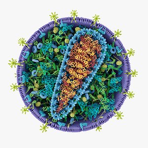 HIV Cell Structure