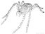 3ds female spider phoneutria