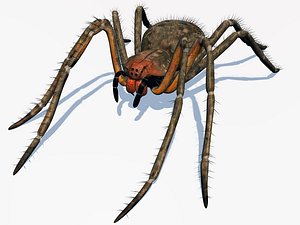 3ds female spider phoneutria