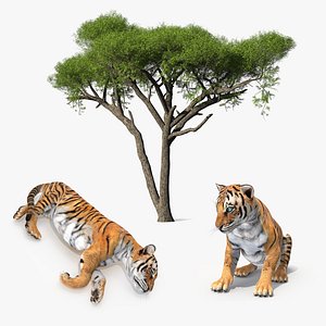 Tigers Under Tree Collection