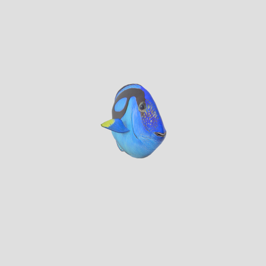 blue tang 3d model