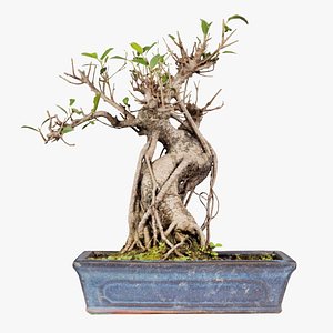 3D Ficus Retusa Bonsai Tree Remastered model