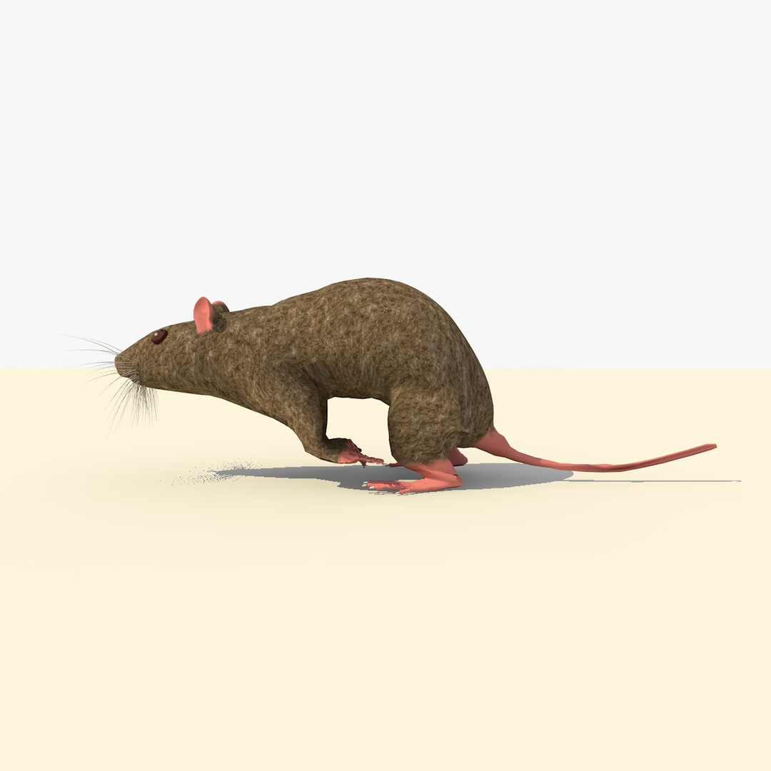 3d model running brown mouse animations