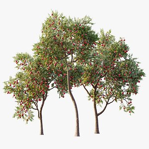 3D AV Plant Punica Granatum Pomegranate Fruit Tree 01