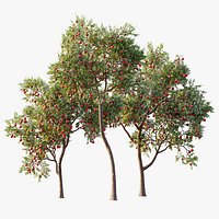 AV Plant Punica Granatum Pomegranate Fruit Tree 01