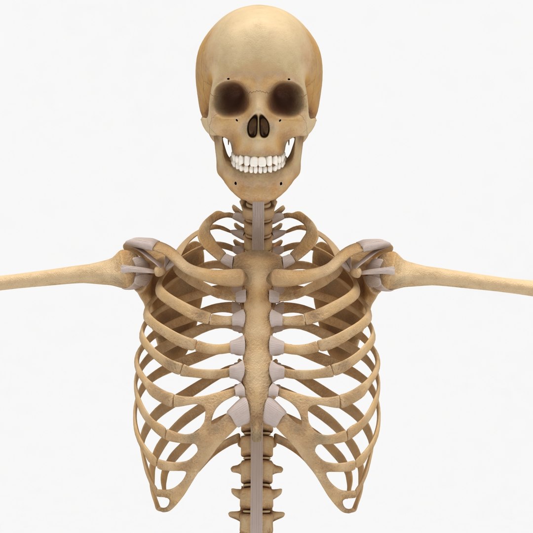 Max Dugm01 Human Skeleton Connective