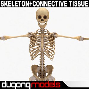 max dugm01 human skeleton connective
