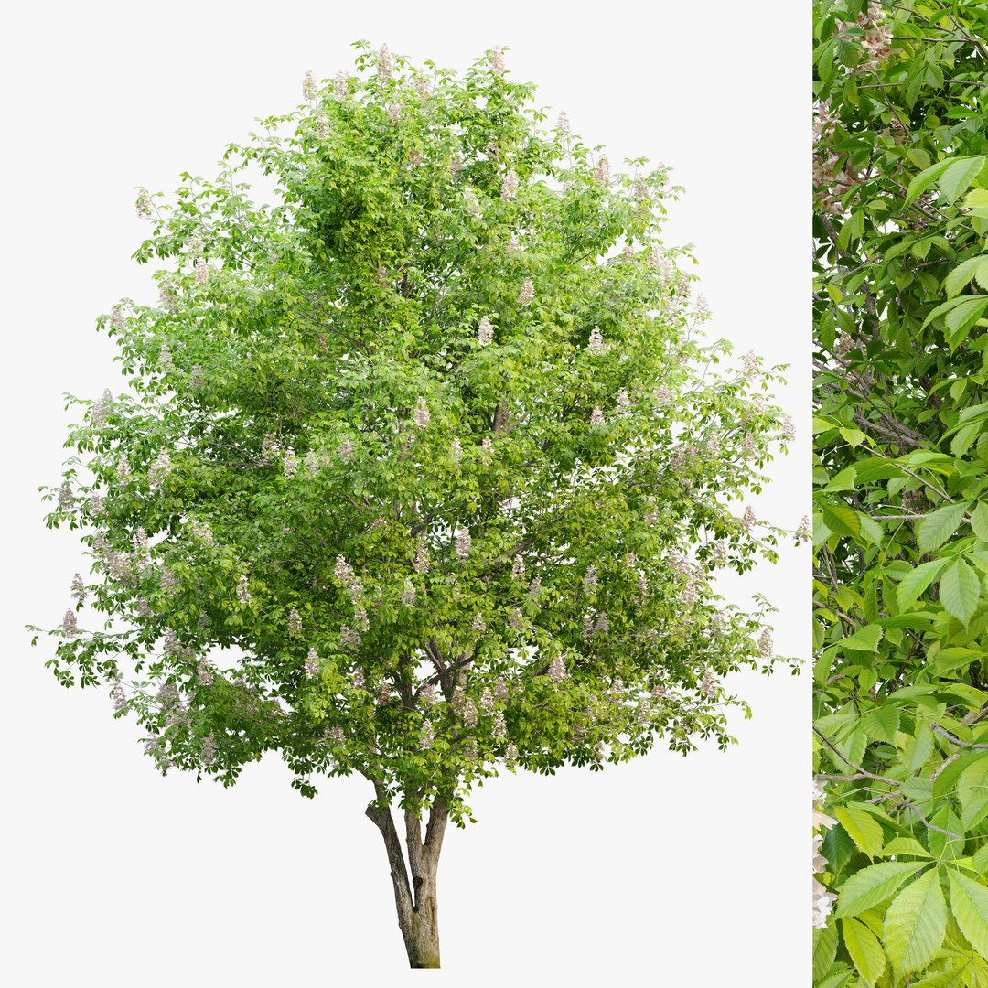 Chestnut tree 3D - TurboSquid 1937762