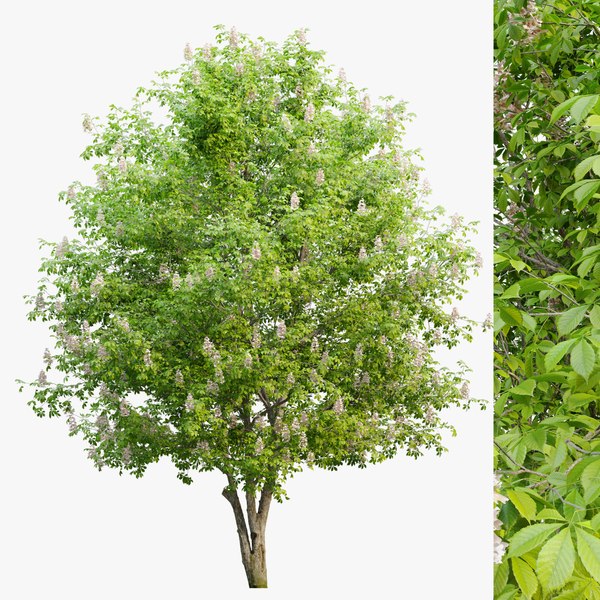 modelo 3d Arbol de castaño - TurboSquid 1937762