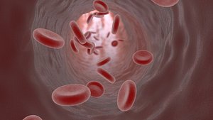 Blood vessel 25
