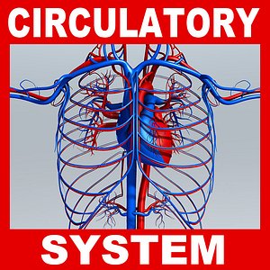 Circulatory System (No Textures)
