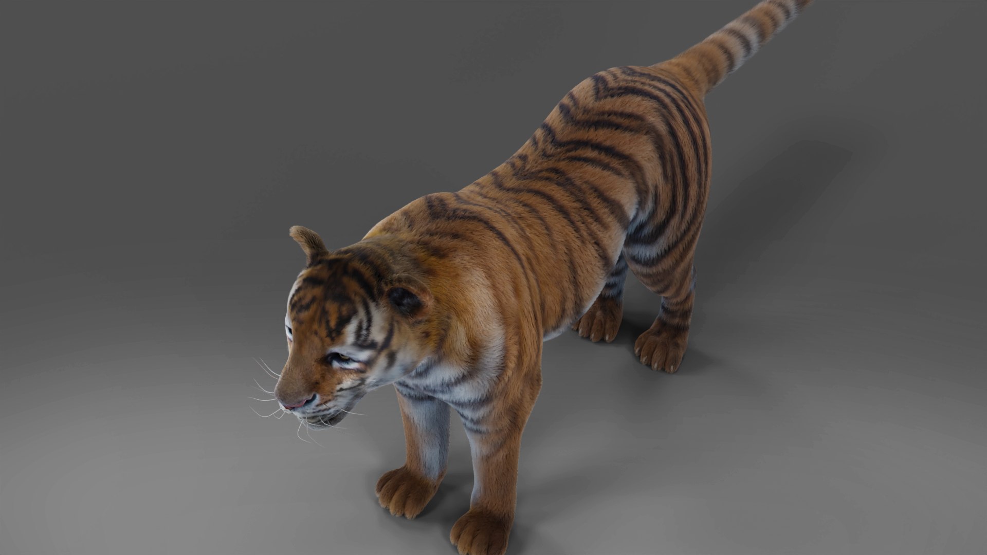 3D Model Fur Tiger Rigged Animation In Blender Unity - TurboSquid 2093929