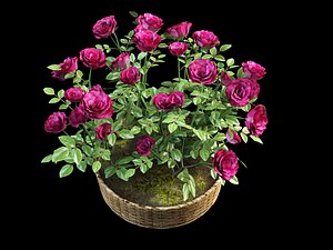 rose pot max