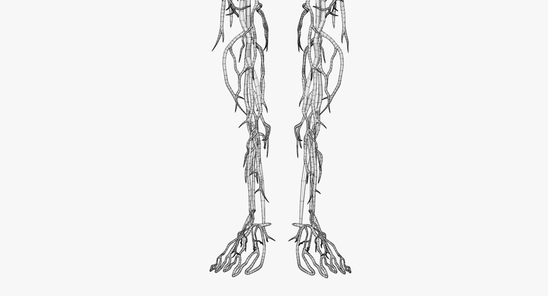 Human Anatomy Circulatory X