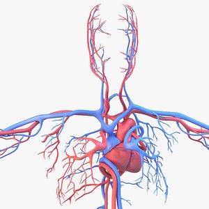 Circulatory system