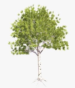 3D model birch tree