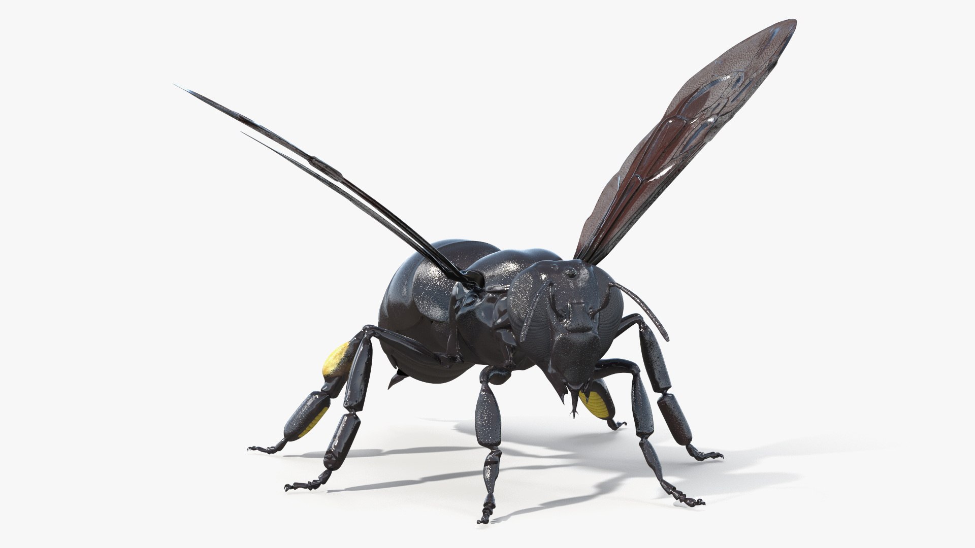 Black Bee 3D https://p.turbosquid.com/ts-thumb/zb/3gpwSq/5E/black_bee_004/jpg/1756439326/1920x1080/fit_q87/07090ce45a665e303da722c7c0540a89ded16a61/black_bee_004.jpg