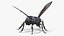 Black Bee