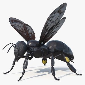 Black Bee 3D