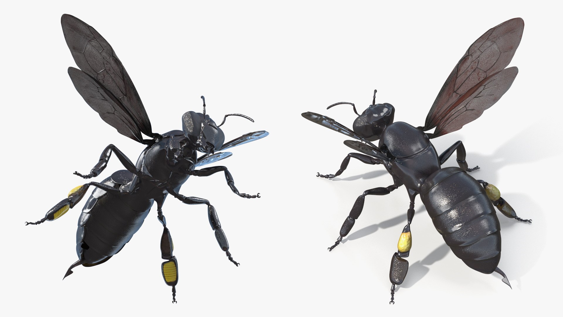 Black Bee 3D https://p.turbosquid.com/ts-thumb/zb/3gpwSq/XS/black_bee_007/jpg/1756439336/1920x1080/fit_q87/9c103674da9a99d2d5b082f5c817ae466b64f1db/black_bee_007.jpg