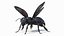 Black Bee