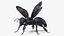 Black Bee