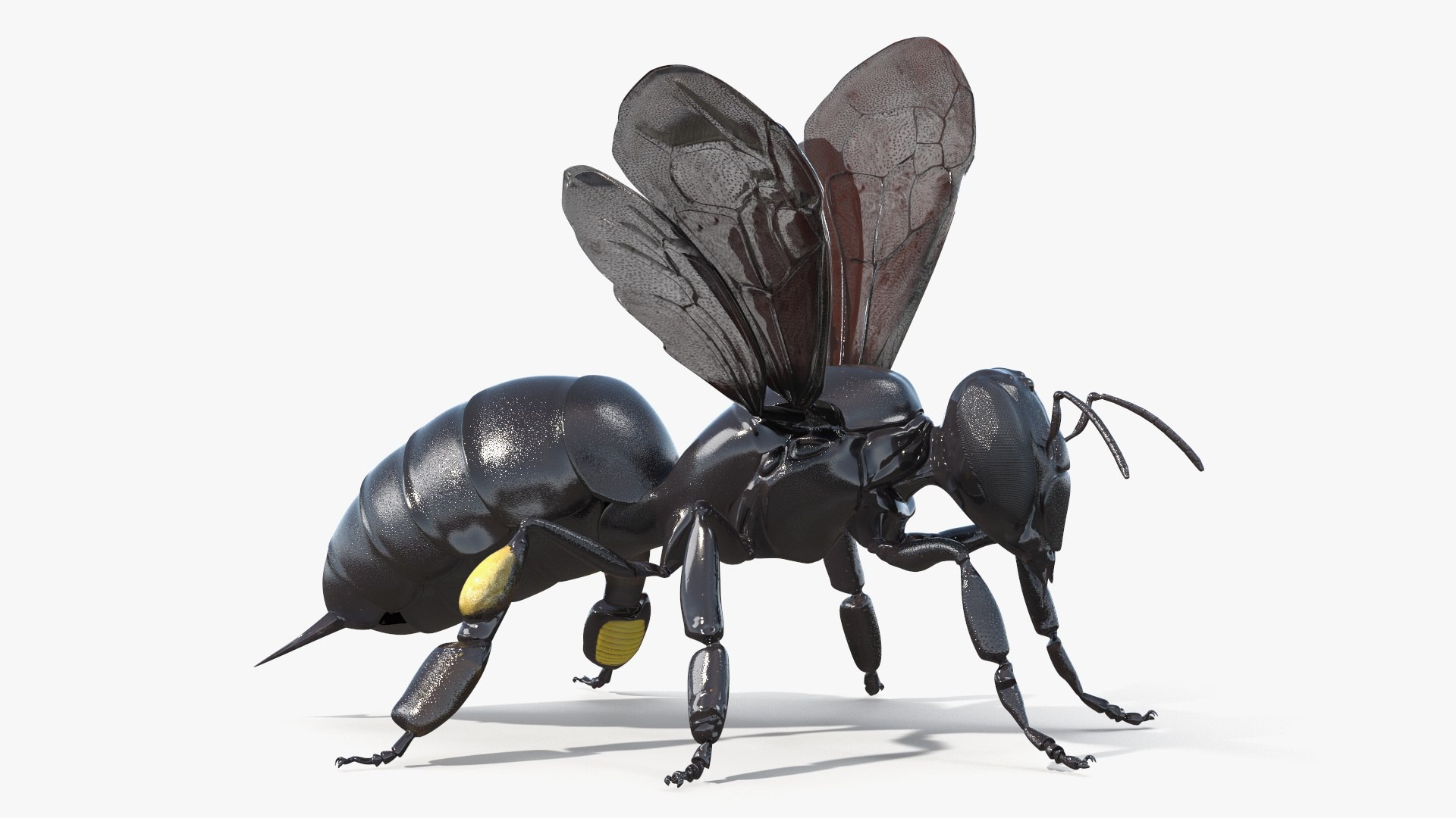 Black Bee 3D https://p.turbosquid.com/ts-thumb/zb/3gpwSq/mF/black_bee_005/jpg/1756439329/1920x1080/fit_q87/1a3c47077b6ef33301e2dd807eb27d07852c2b8a/black_bee_005.jpg