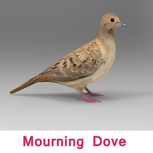mourning dove 3d 3ds