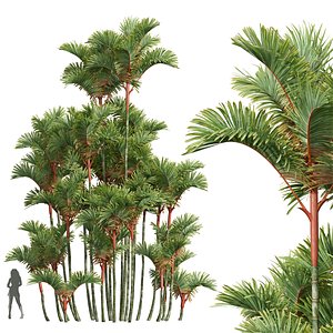 New Plant High detail Cyrtostachys Renda02 3D