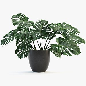 3D monstera