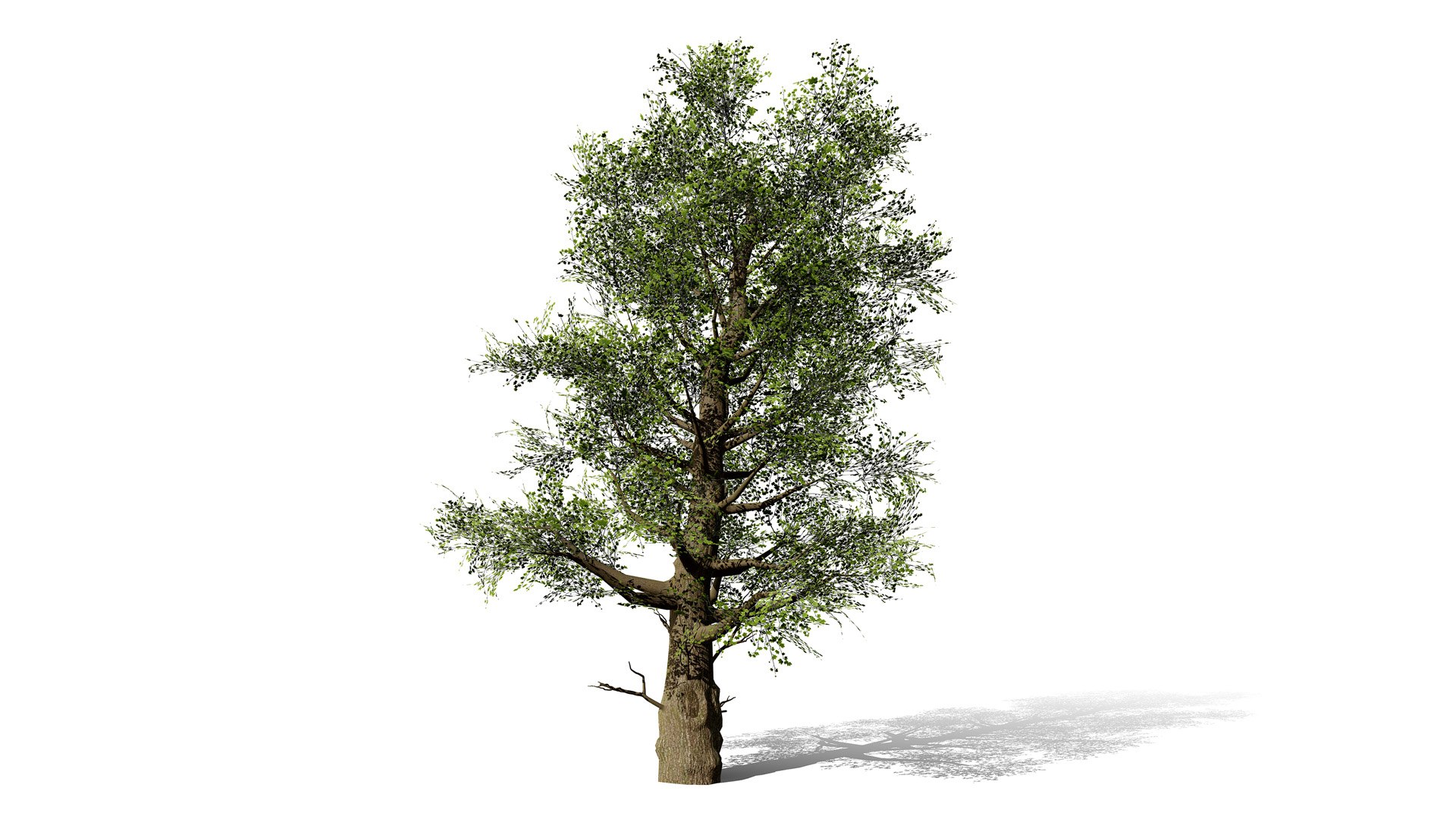 American Sycamore Tree 3D Model Collection 3D model https://p.turbosquid.com/ts-thumb/zb/HcSLRu/36/2northamericansycamoretreesplatanusoccidentalisl/jpg/1781377462/1920x1080/fit_q87/a659ae3e0878d78662452ee349ca638645fcd175/2northamericansycamoretreesplatanusoccidentalisl.jpg