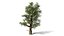 American Sycamore Tree 3D Model Collection