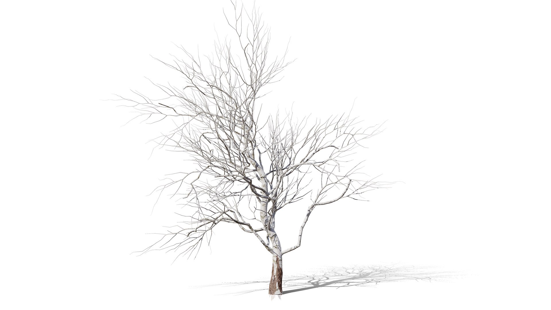 American Sycamore Tree 3D Model Collection 3D model https://p.turbosquid.com/ts-thumb/zb/HcSLRu/R4/1northamericansycamoretreesplatanusoccidentalisl/jpg/1781377461/1920x1080/fit_q87/7a07483eb6d30ea90b3c0a0489026c2dc77a4f0d/1northamericansycamoretreesplatanusoccidentalisl.jpg