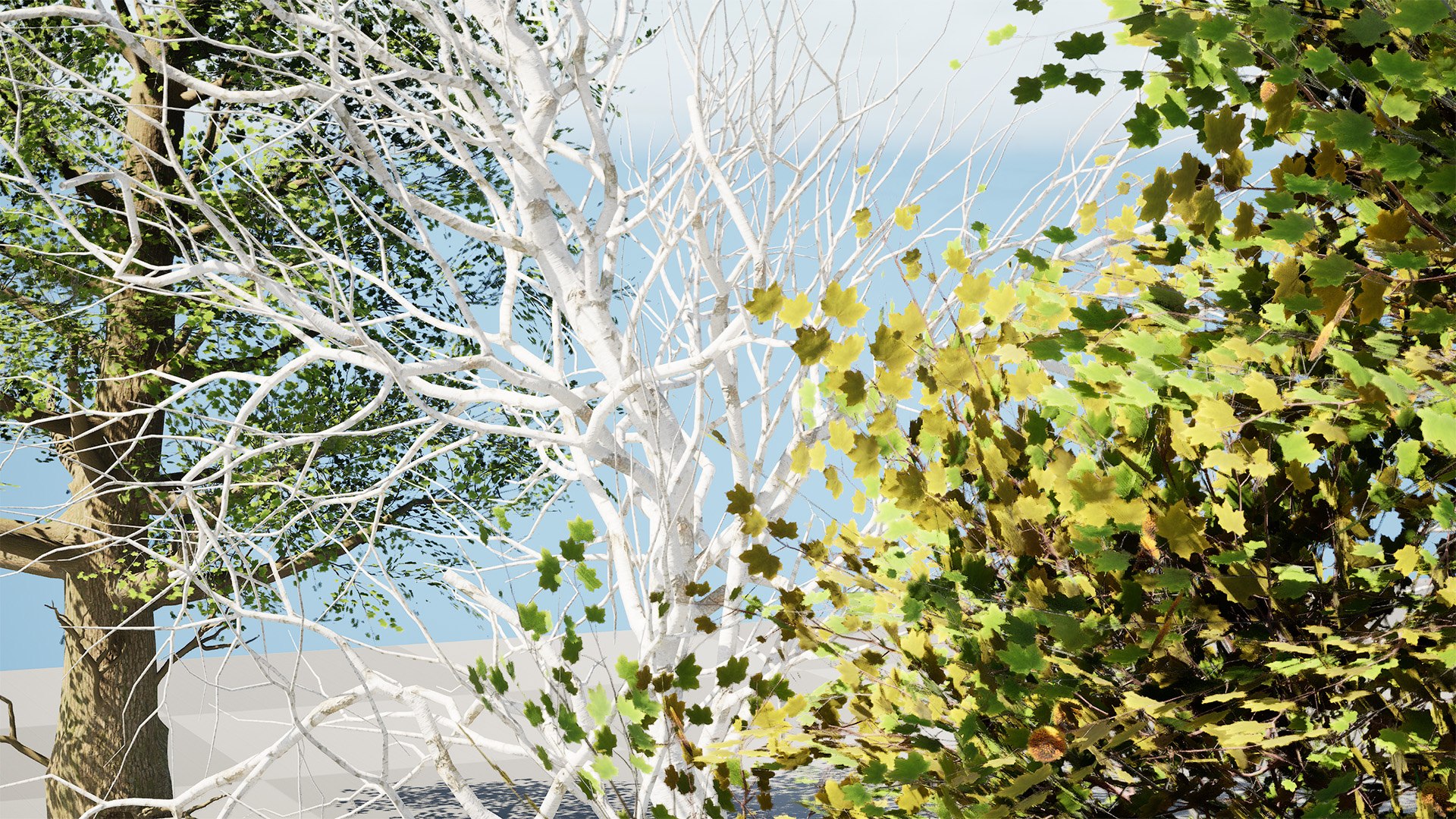 American Sycamore Tree 3D Model Collection 3D model https://p.turbosquid.com/ts-thumb/zb/HcSLRu/ik/highresscreenshot00002/jpg/1781377467/1920x1080/fit_q87/d4f80b716a146748501ed879bcc56e3b74add648/highresscreenshot00002.jpg