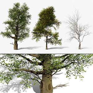 American Sycamore Tree 3D Model Collection