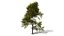 American Sycamore Tree 3D Model Collection