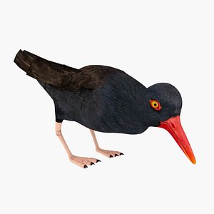 3D Pilpilen Negro