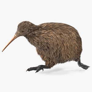 Run Pose Kiwi Bird