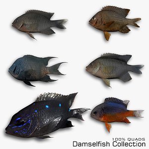 Damselfish Collection 3D