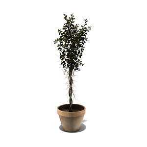ceramic pot plant 3d ma