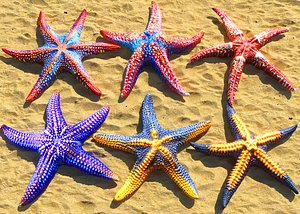 Starfish Pack 3D
