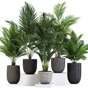 Plants collection 545 3D model