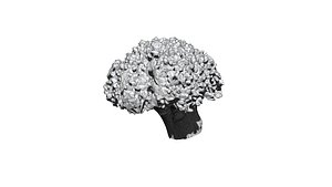 3D broccoli  cut 3D CT scan model 5 decimate10percent