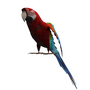 3d model parrot animations