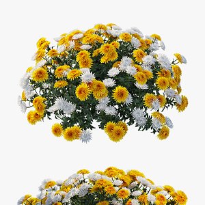 3D chrysanthemum flower plant set