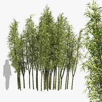 2 Bamboo Clusters