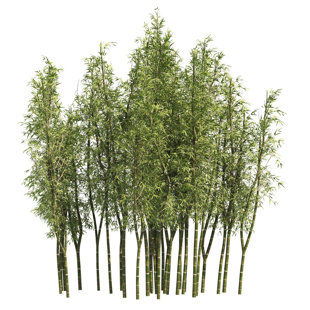 3D 2 Bamboo Clusters - TurboSquid 1900534