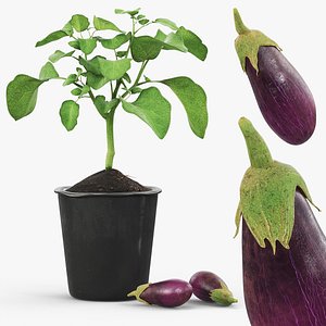 Eggplant Plant in Plastic Pot Green 3D model