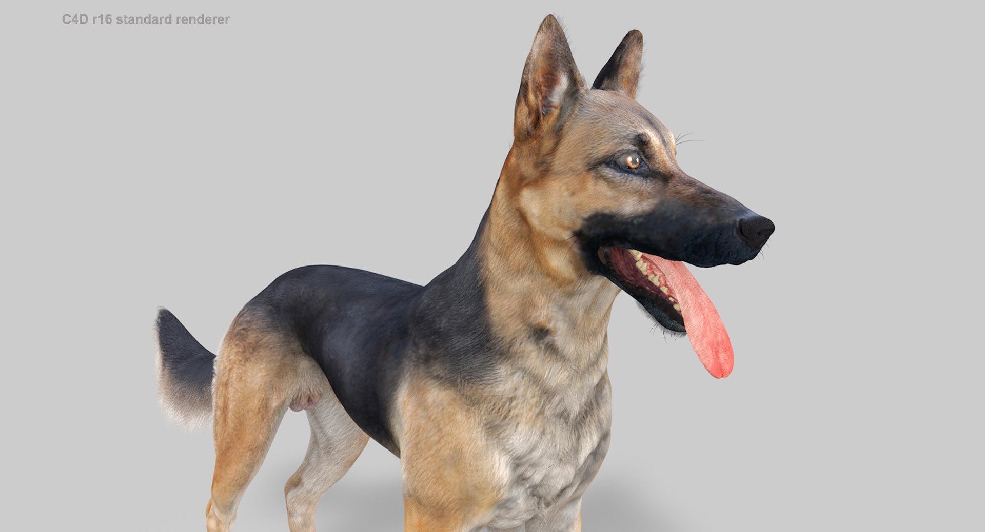 belgian shepherd dog black 3d max https://p.turbosquid.com/ts-thumb/zc/j8KJ9W/12npAe0M/c4d16_3/jpg/1443761708/1920x1080/fit_q87/bbf1f929b2eabc21e69caa2b81ecc630ed8bdf77/c4d16_3.jpg